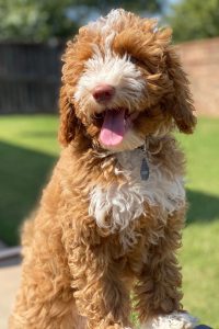 Remy — Dog Mascot